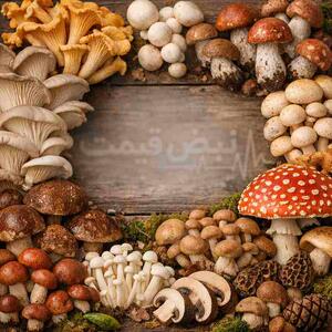  ناگهانی و ترسناک; تولیدکنندگان قارچ از گرانی کود شکایت کردند; آیا قارچ از سفره ایرانی‌ها حذف می‌شود؟ | قیمت قارچ امروز یکشنبه ۳ اسفند ۱۴۰۴