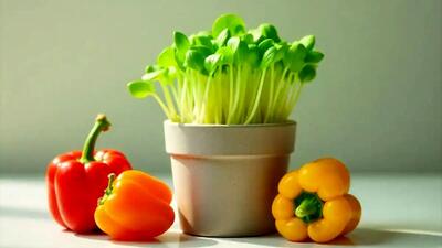  آموزش کاشت سبزه فلفل دلمه ای برای نوروز + نکات کاربردی