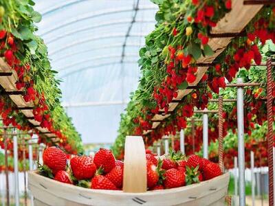  افتتاح و کلنگ‌زنی ۱۹ طرح گلخانه‌ای در فارس