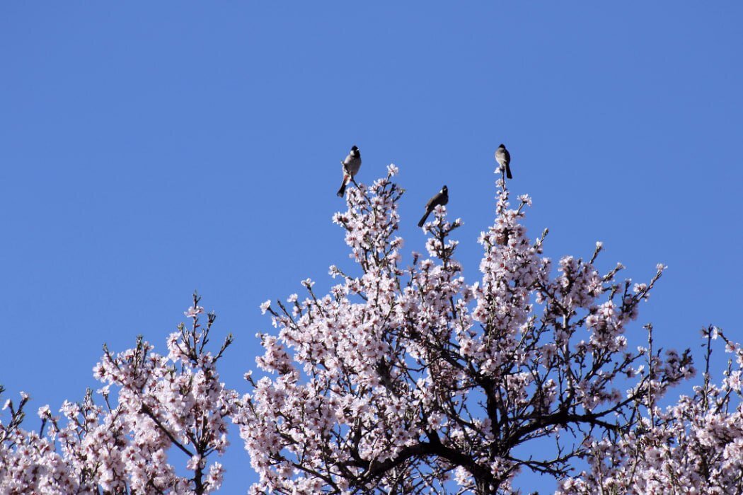 شکوفه های زمستانی در شهر راز