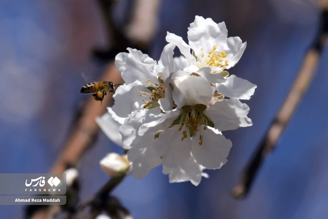 شکوفه های زمستانی در شهر راز