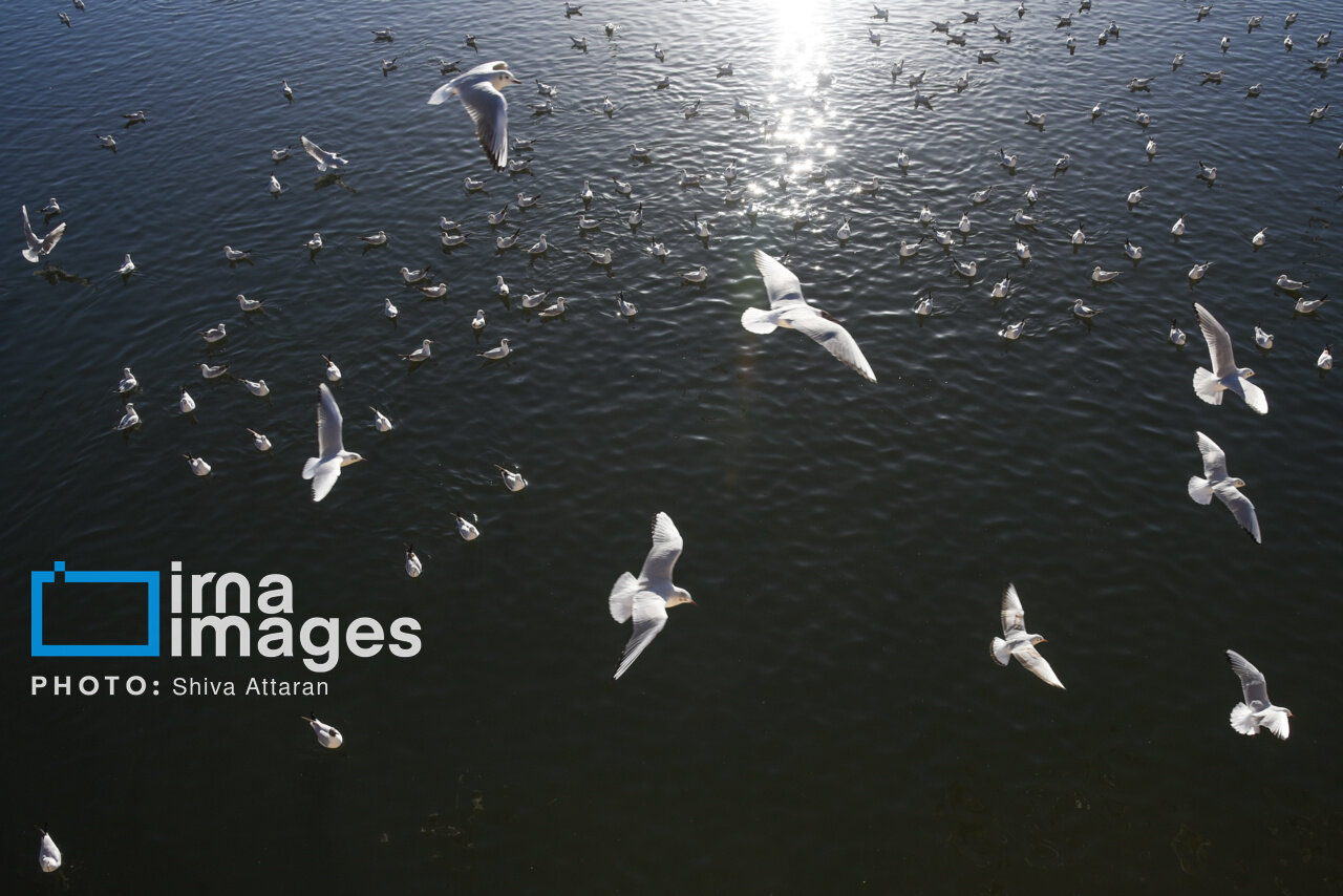 کاکاییها؛ میهمان رودخانه «خشک» شیراز