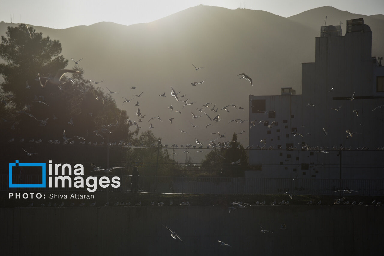 کاکاییها؛ میهمان رودخانه «خشک» شیراز