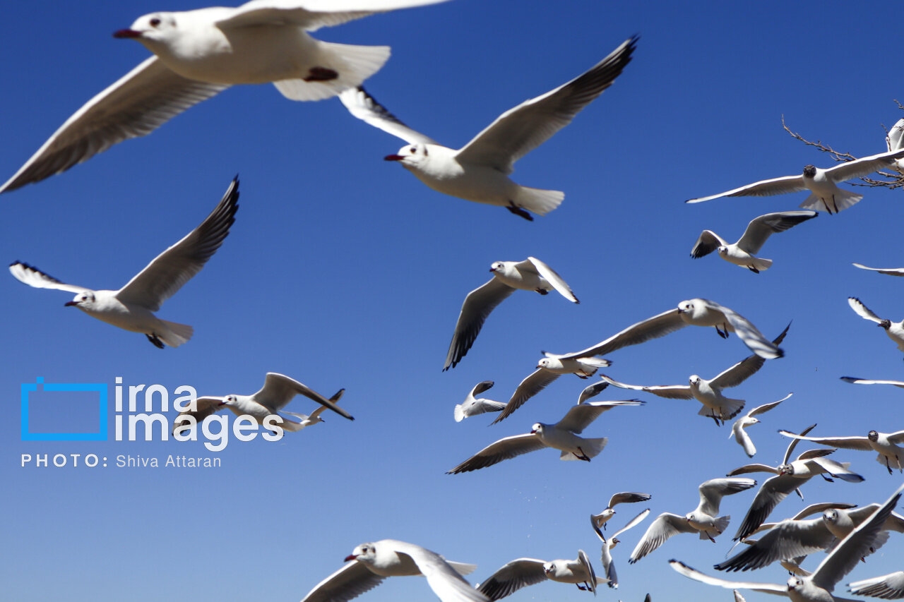 کاکاییها؛ میهمان رودخانه «خشک» شیراز