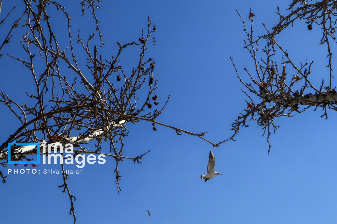 کاکاییها؛ میهمان رودخانه «خشک» شیراز