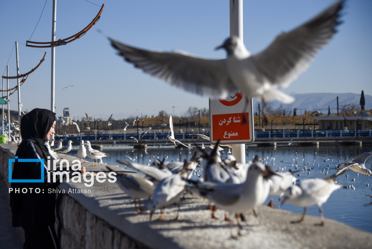 کاکاییها؛ میهمان رودخانه «خشک» شیراز