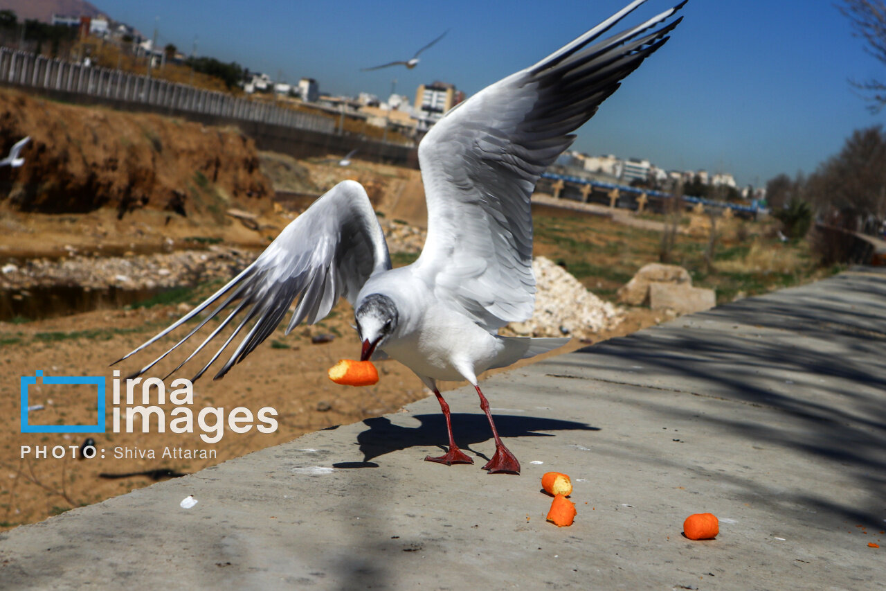 کاکاییها؛ میهمان رودخانه «خشک» شیراز