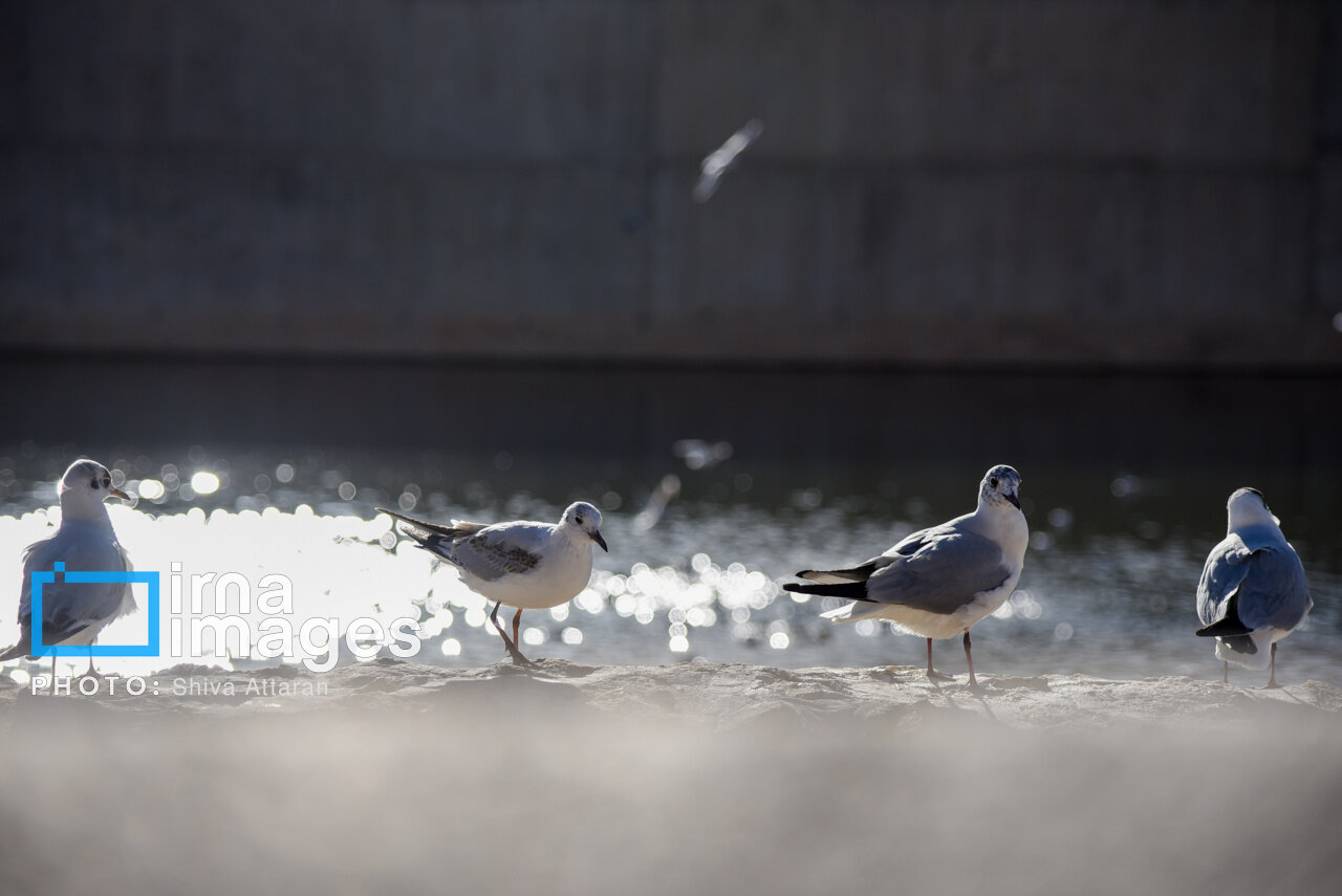 کاکاییها؛ میهمان رودخانه «خشک» شیراز
