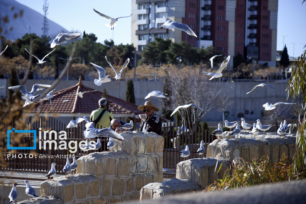 کاکاییها؛ میهمان رودخانه «خشک» شیراز