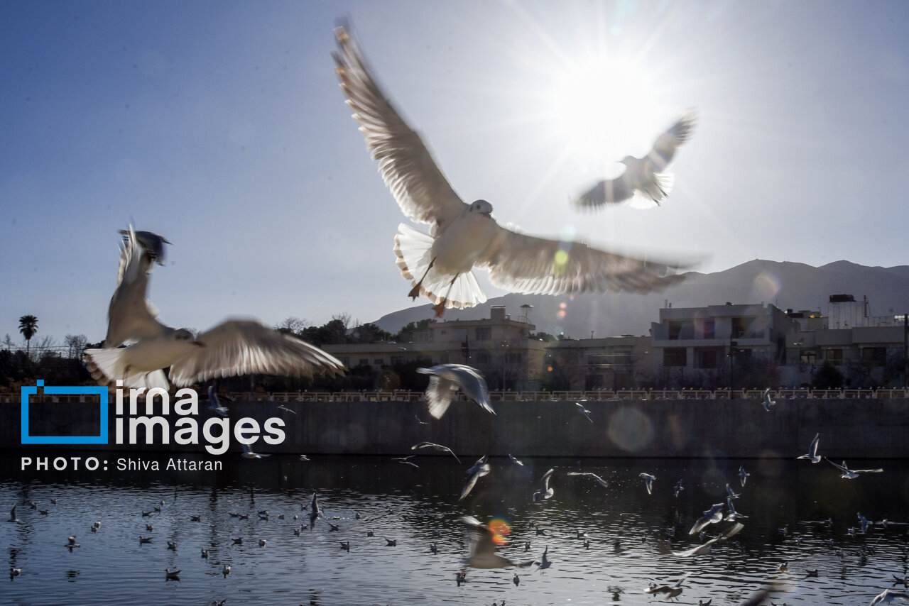 کاکاییها؛ میهمان رودخانه «خشک» شیراز