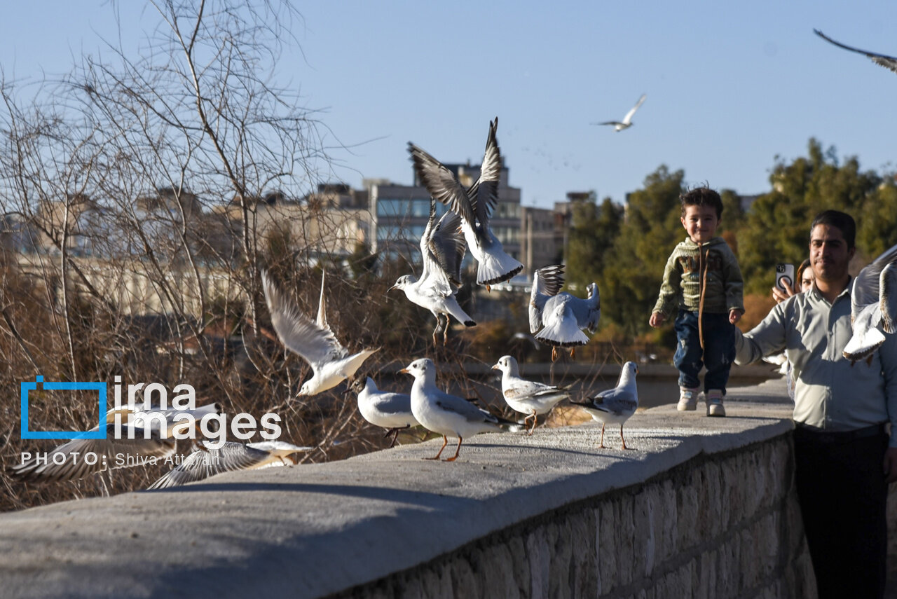 کاکاییها؛ میهمان رودخانه «خشک» شیراز