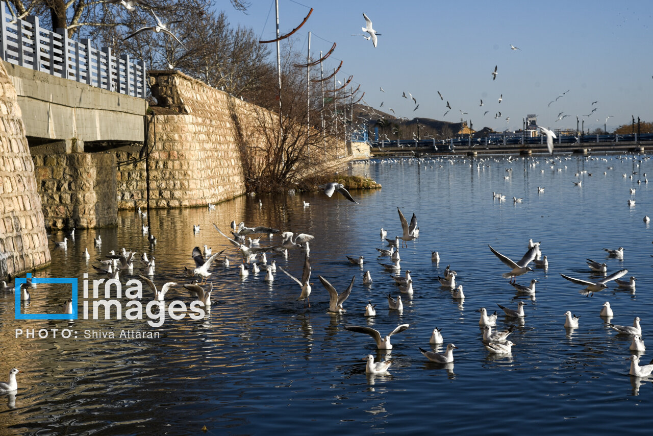 کاکاییها؛ میهمان رودخانه «خشک» شیراز