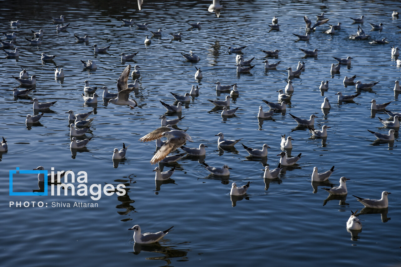 کاکاییها؛ میهمان رودخانه «خشک» شیراز