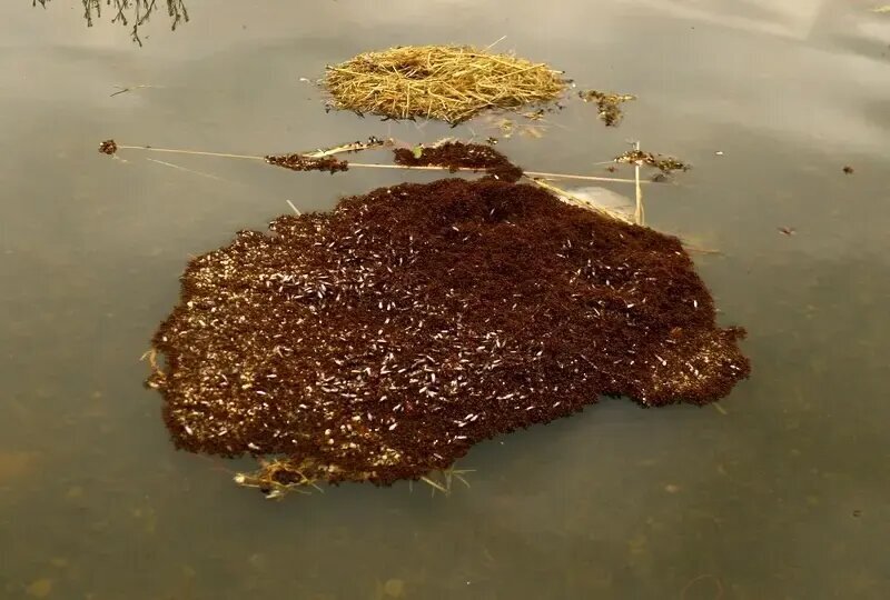 شناورهایی از جنس «مورچه» که هفته‌ها روی آب شناور می‌مانند | عکس