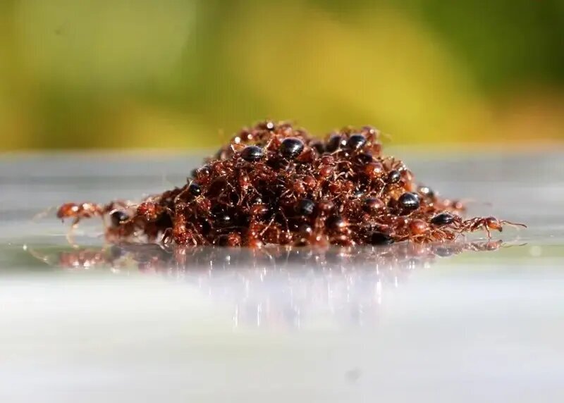 شناورهایی از جنس «مورچه» که هفته‌ها روی آب شناور می‌مانند | عکس