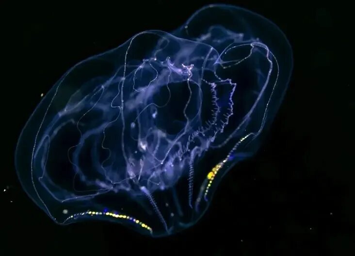 جانورانی شبیه موجودات فضایی که پیش از دایناسورها می‌زیستند! | عکس