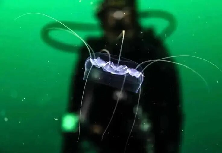 جانورانی شبیه موجودات فضایی که پیش از دایناسورها می‌زیستند! | عکس