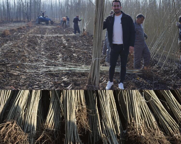 بهترین رقم صنوبر، مزایا، روش‌های کاشت، مراقبت